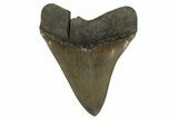 Serrated Fossil Megalodon Tooth From Georgia - Repaired #338623-2